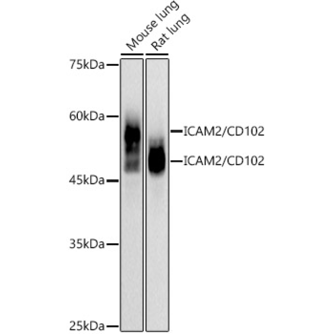 ICAM2 / CD102 Rabbit Monoclonal Antibody