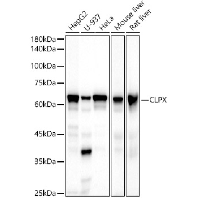 CLPX Rabbit Monoclonal Antibody