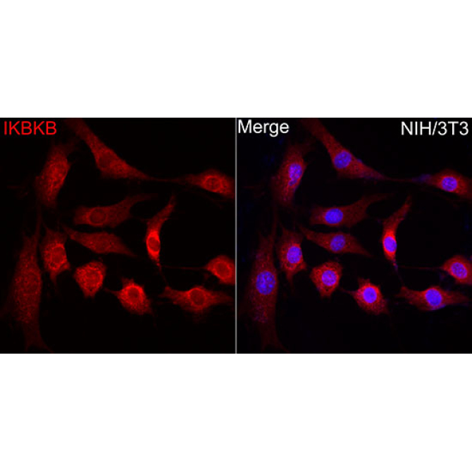 IKKBeta Rabbit Polyclonal Antibody