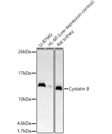 Cystatin B Rabbit Monoclonal Antibody
