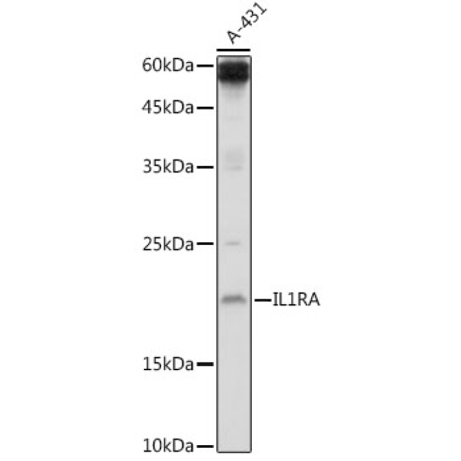 IL1RA Rabbit Polyclonal Antibody