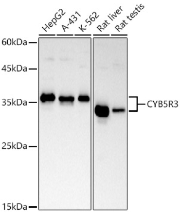 CYB5R3 Rabbit Monoclonal Antibody