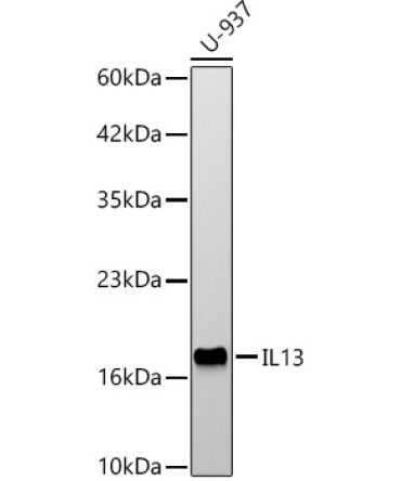 IL13 Rabbit Polyclonal Antibody