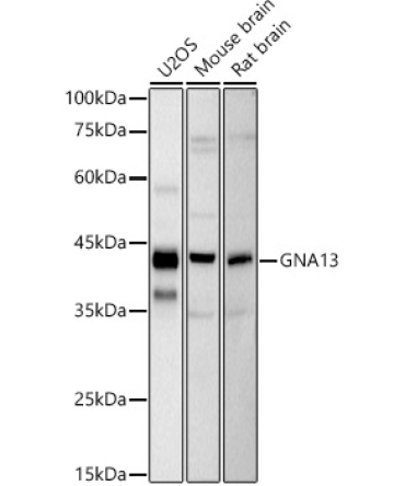 GNA13 Rabbit Monoclonal Antibody