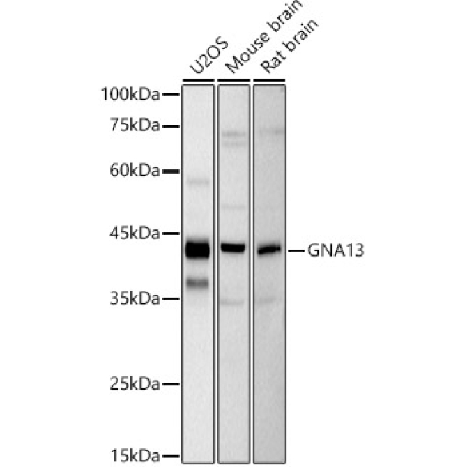 GNA13 Rabbit Monoclonal Antibody