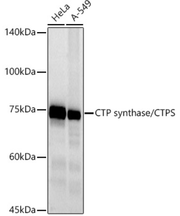 CTP synthase / CTPS Rabbit Monoclonal Antibody