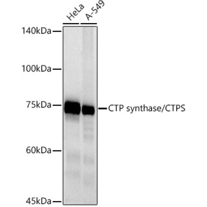 CTP synthase / CTPS Rabbit Monoclonal Antibody