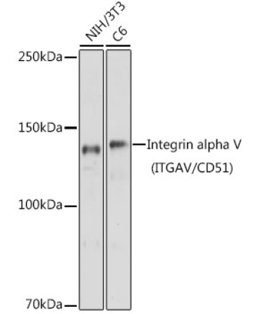 Integrin alpha V (ITGAV/CD51) Rabbit Polyclonal Antibody
