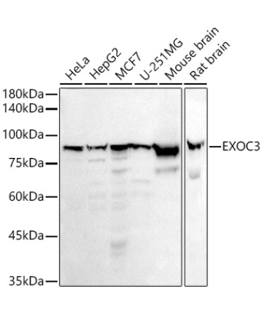 EXOC3 Rabbit Monoclonal Antibody