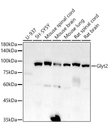 Glyt2 Rabbit Monoclonal Antibody