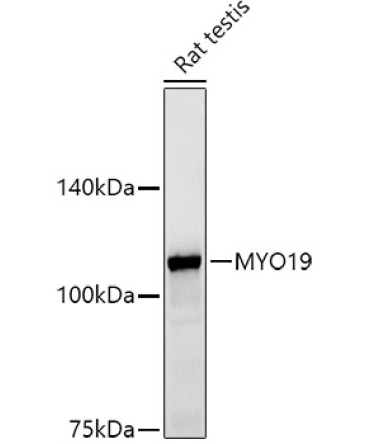 MYO19 Rabbit Monoclonal Antibody