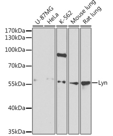 Lyn Rabbit Polyclonal Antibody