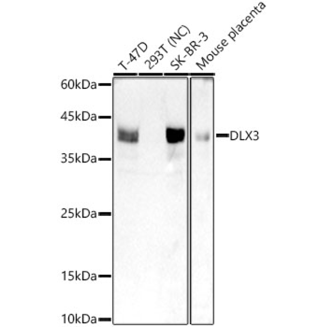 DLX3 Rabbit Monoclonal Antibody
