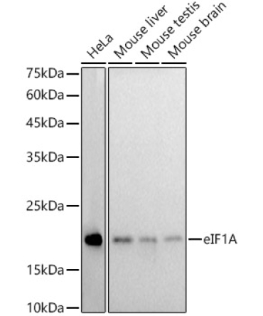eIF1A Rabbit Monoclonal Antibody