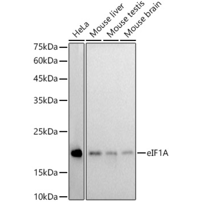 eIF1A Rabbit Monoclonal Antibody
