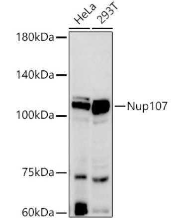 Nup107 Rabbit Monoclonal Antibody