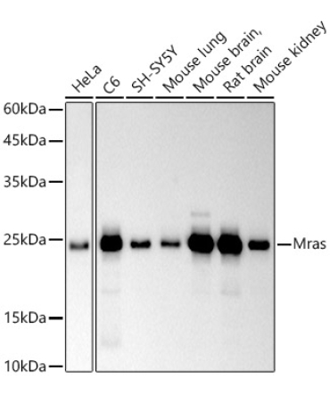 Mras Rabbit Monoclonal Antibody