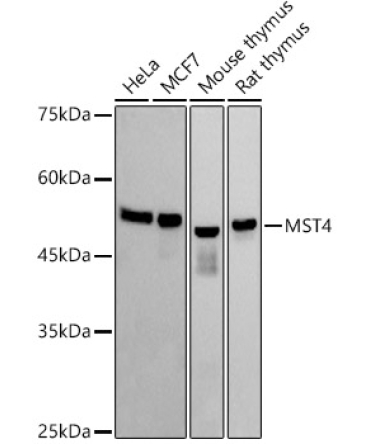 MST4 Rabbit Monoclonal Antibody