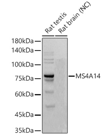 MS4A14 Rabbit Monoclonal Antibody