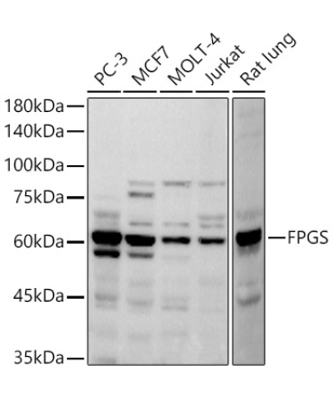 FPGS Rabbit Monoclonal Antibody
