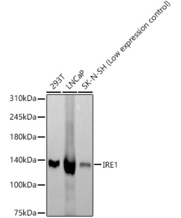 IRE1 Rabbit Monoclonal Antibody
