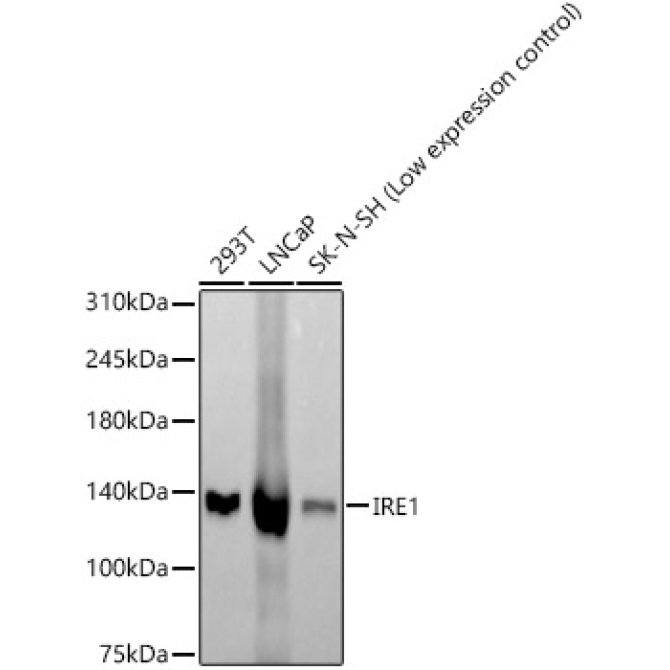 IRE1 Rabbit Monoclonal Antibody