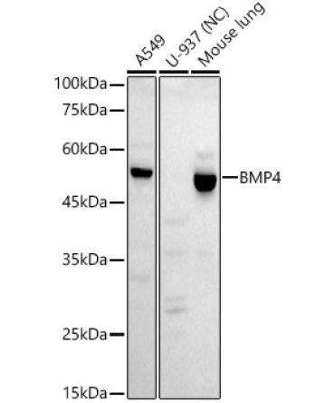 BMP4 Rabbit Monoclonal Antibody
