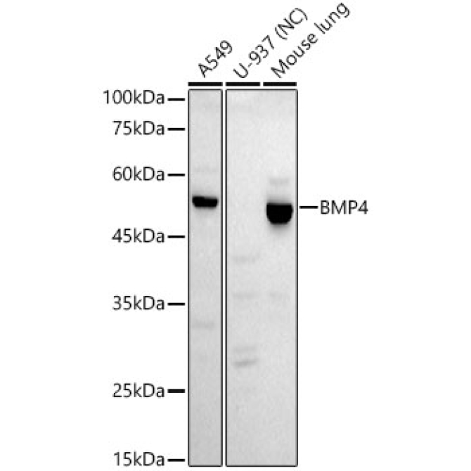 BMP4 Rabbit Monoclonal Antibody