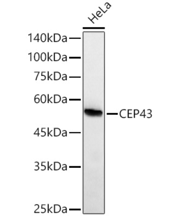 CEP43 Rabbit Monoclonal Antibody