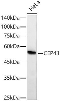 CEP43 Rabbit Monoclonal Antibody