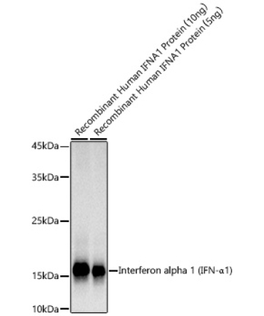 Interferon alpha 1 (IFN-Alpha1) Rabbit Monoclonal Antibody