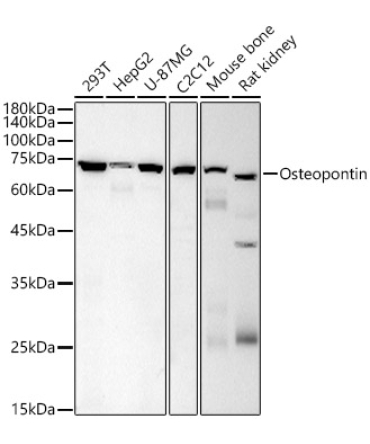 Osteopontin Mouse Monoclonal Antibody