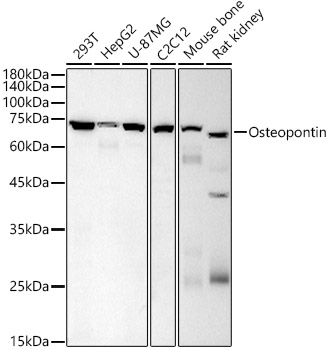 Osteopontin Mouse Monoclonal Antibody