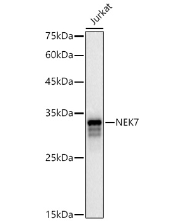 NEK7 Rabbit Polyclonal Antibody