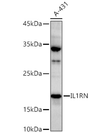 IL1RN Rabbit Polyclonal Antibody