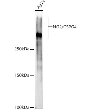 NG2/CSPG4 Rabbit Monoclonal Antibody