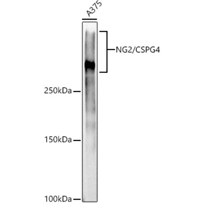 NG2/CSPG4 Rabbit Monoclonal Antibody