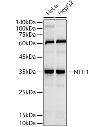 NTH1 Rabbit Monoclonal Antibody