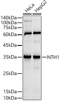 NTH1 Rabbit Monoclonal Antibody
