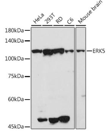 ERK5 Rabbit Polyclonal Antibody