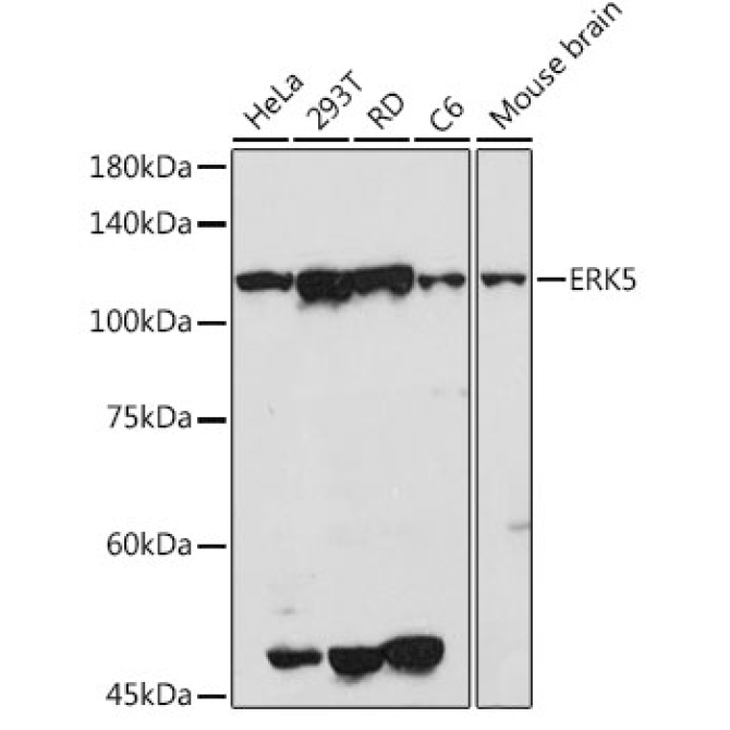 ERK5 Rabbit Polyclonal Antibody