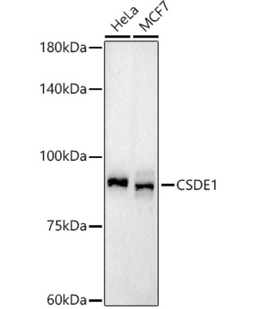 CSDE1 Rabbit Monoclonal Antibody