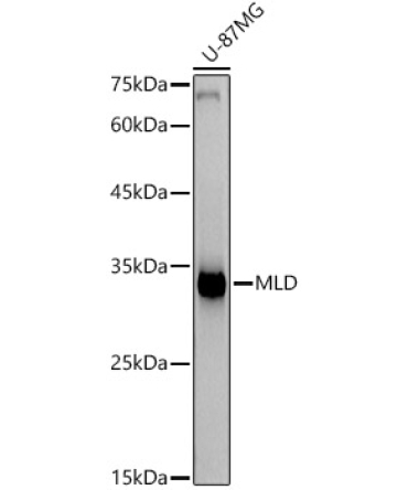 MLD Rabbit Monoclonal Antibody