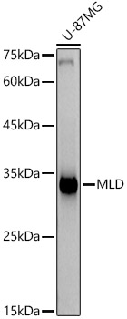 MLD Rabbit Monoclonal Antibody