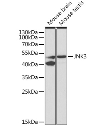 JNK3 Rabbit Polyclonal Antibody