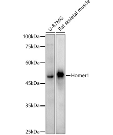 Homer1 Rabbit Monoclonal Antibody