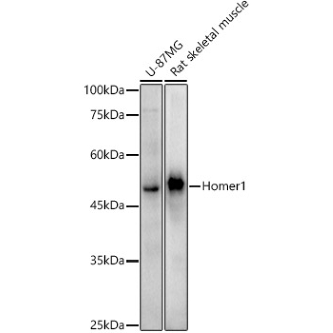 Homer1 Rabbit Monoclonal Antibody