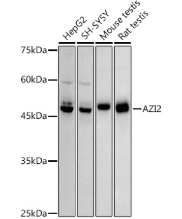 AZI2 Rabbit Monoclonal Antibody