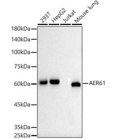 AER61 Rabbit Monoclonal Antibody