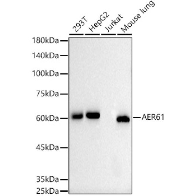 AER61 Rabbit Monoclonal Antibody